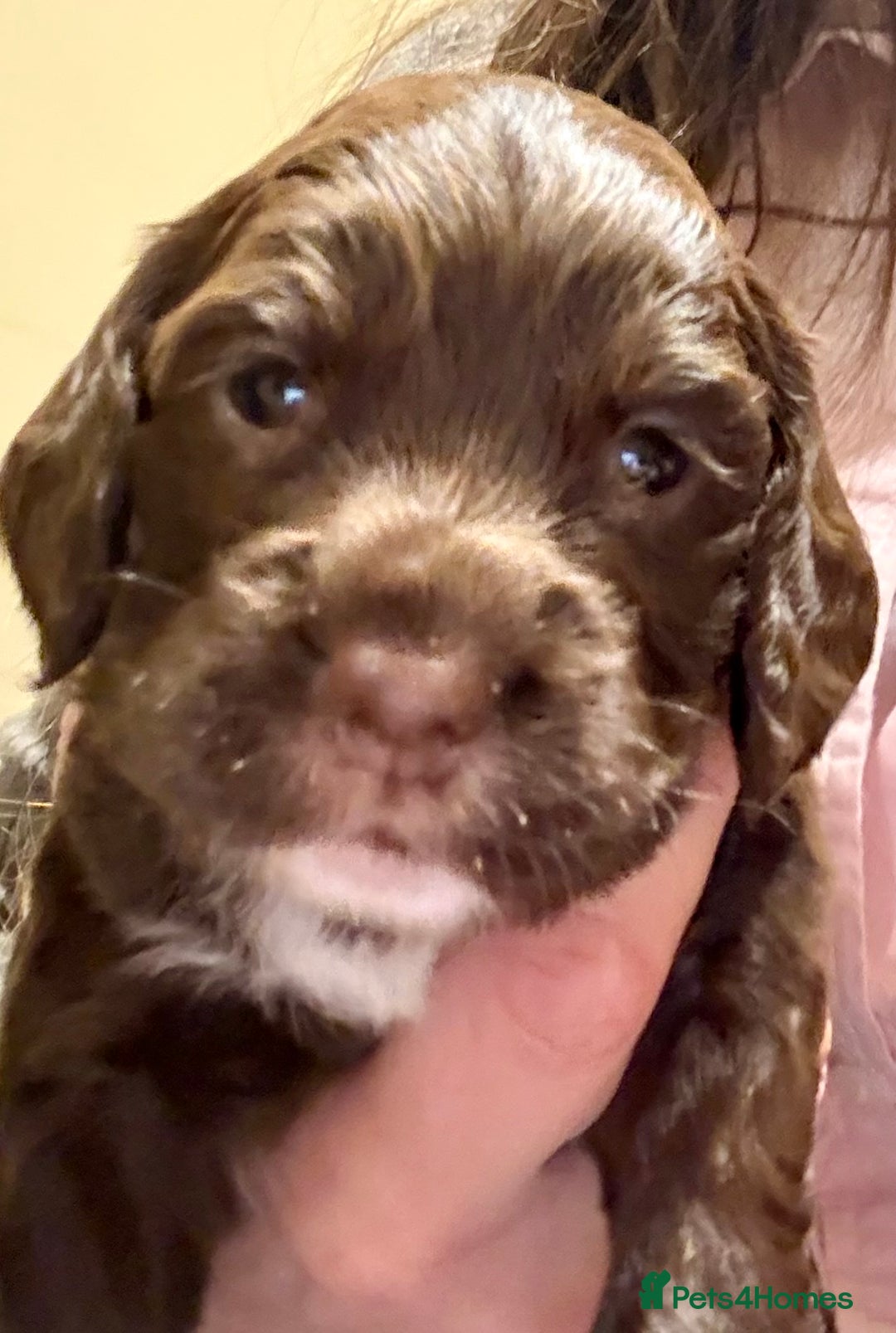 Cocker Spaniel dogs for sale: Gorgeous Cocker Spaniel Puppies - Advert 4