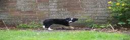 Border Collie dogs for sale: Black/ White & Tan Health Tested - Advert 2