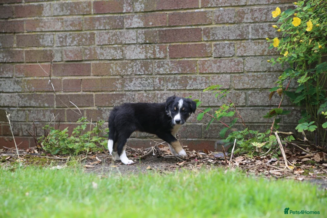 Border Collie dogs for sale: Black/ White & Tan Health Tested - Advert 2