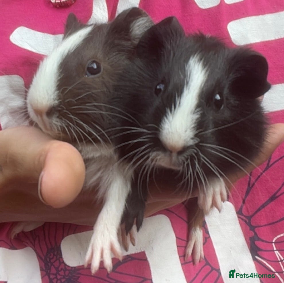 Guinea Pig rodents 2 babies needing forever homes - Advert 17
