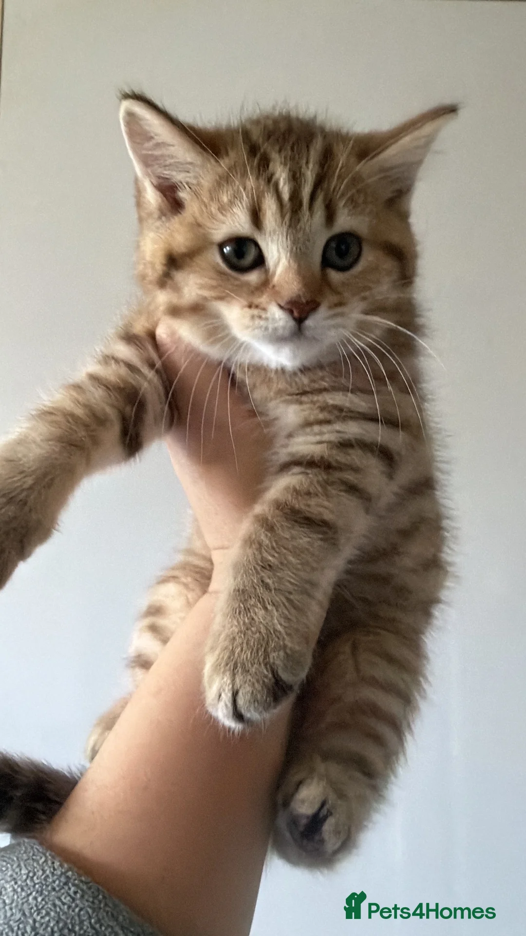 Scottish Fold cats for sale: Stunning Scottish straight ear girl is ready - Advert 1