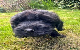 Cockapoo dogs for sale: All pups reserved  ! Ready 4 August - Image 2