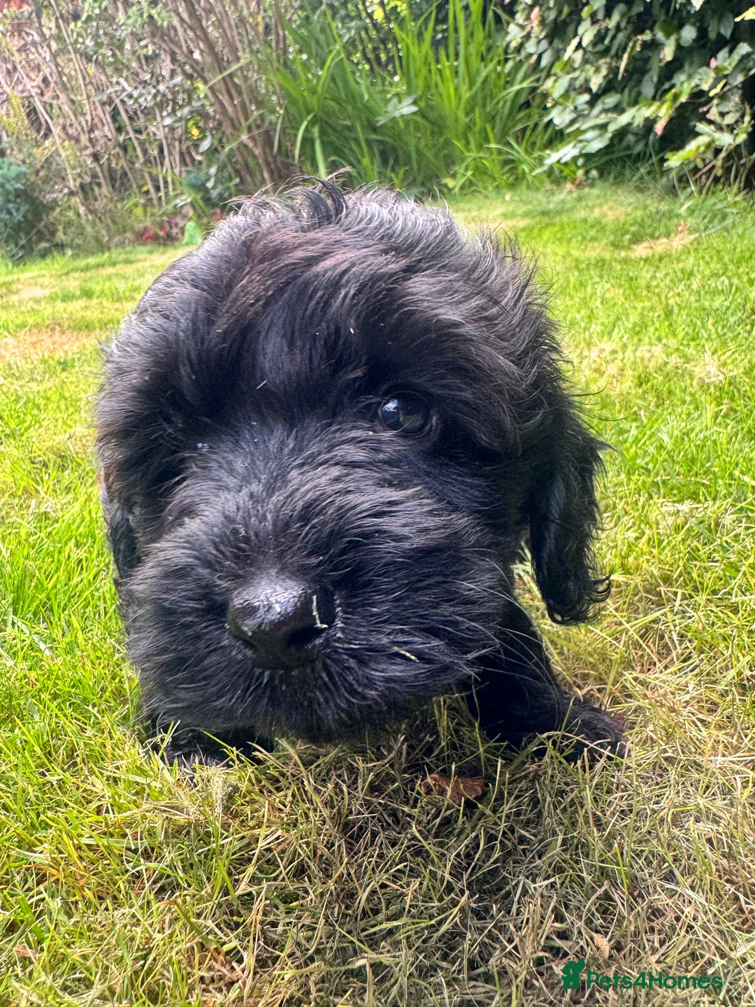 Cockapoo dogs for sale: All pups reserved  ! Ready 4 August - Image 2