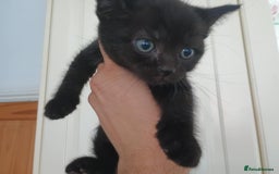 Mixed Breed cats for sale: Beautiful Black Boy Kittens  - Image 7