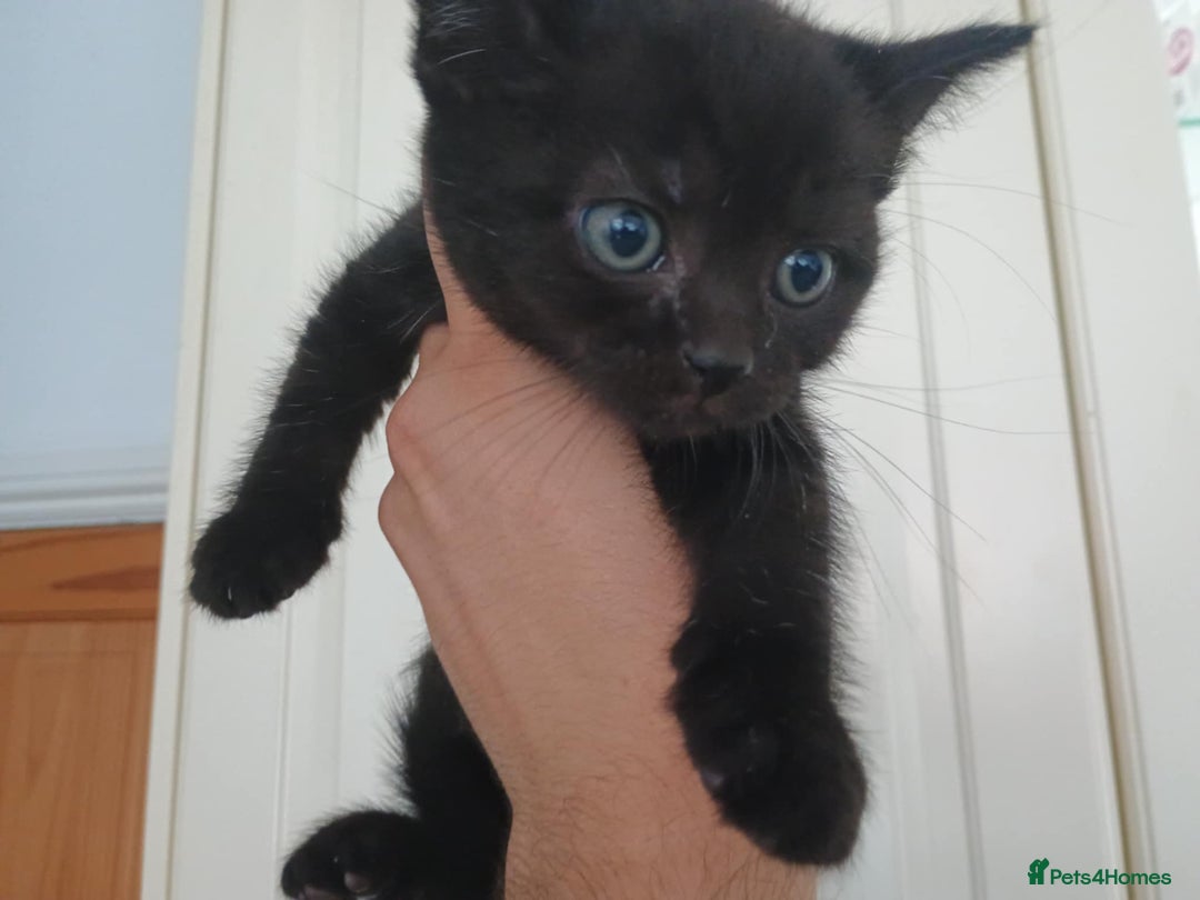 Mixed Breed cats for sale: Beautiful Black Boy Kittens  - Image 7