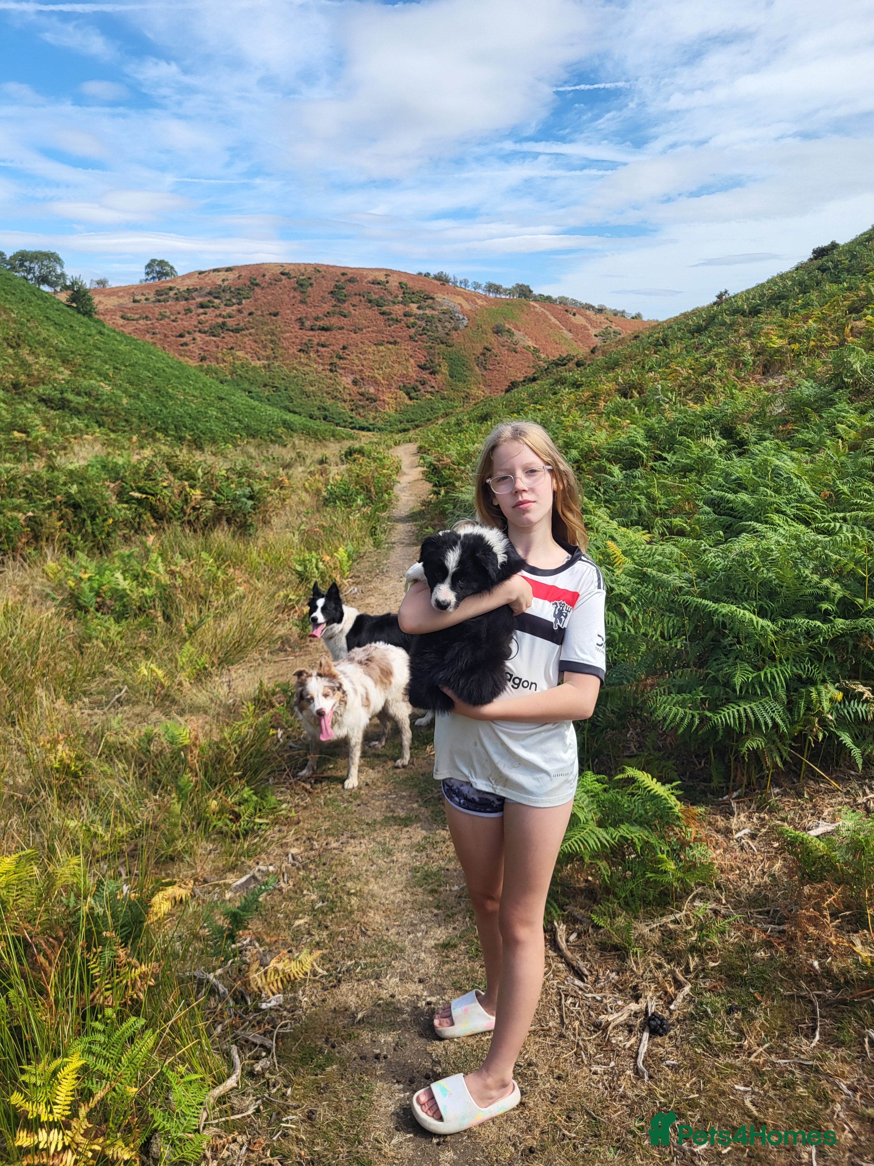 Border Collie dogs Home raised family border collie puppies - Advert 2