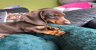 Miniature Dachshund dogs - Advert 4