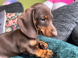 Miniature Dachshund dogs - Advert 15