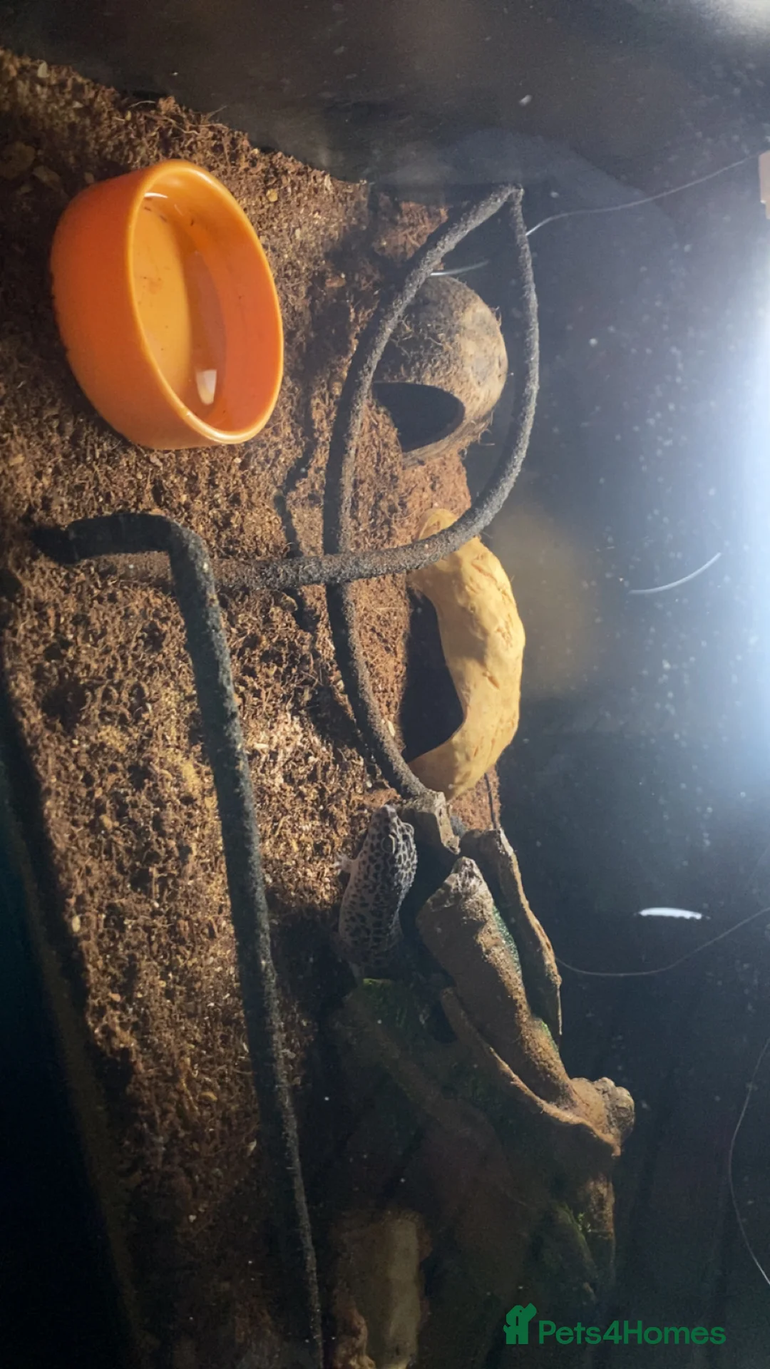 Leopard Gecko reptiles for sale: Leopard gecko and tank - Advert 4