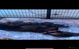 Staffordshire Bull Terrier dogs for sale: 1 Female Blue Staffordshire Bull Terrier - Image 6