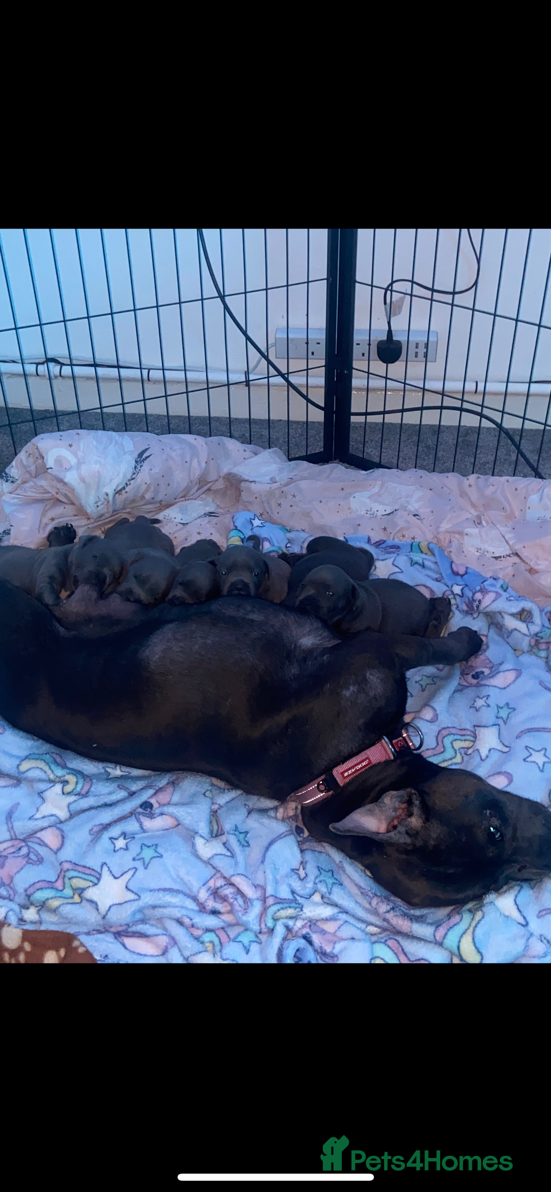 Staffordshire Bull Terrier dogs for sale: 1 Female Blue Staffordshire Bull Terrier - Image 6