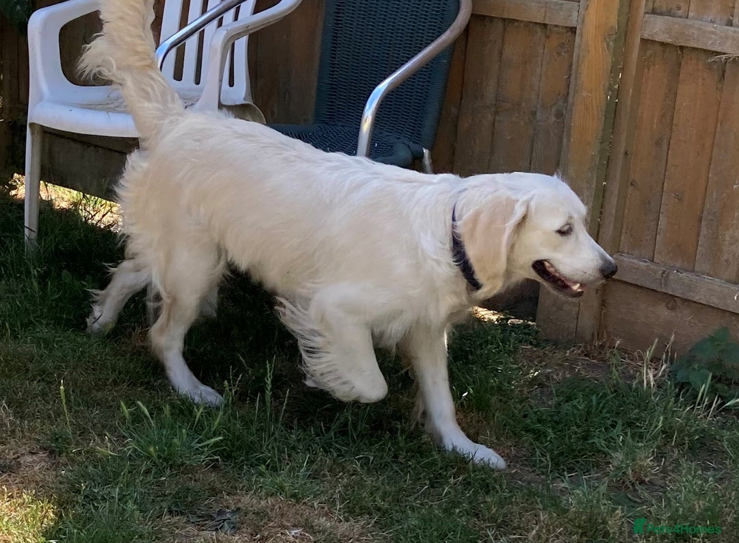 Golden Retriever dogs for sale: Gorgeous Girl looking for her 5 Star Retirement - Image 5