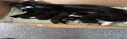 Mixed Breed cats for sale: 3 female kittens  in Chichester - Advert 1