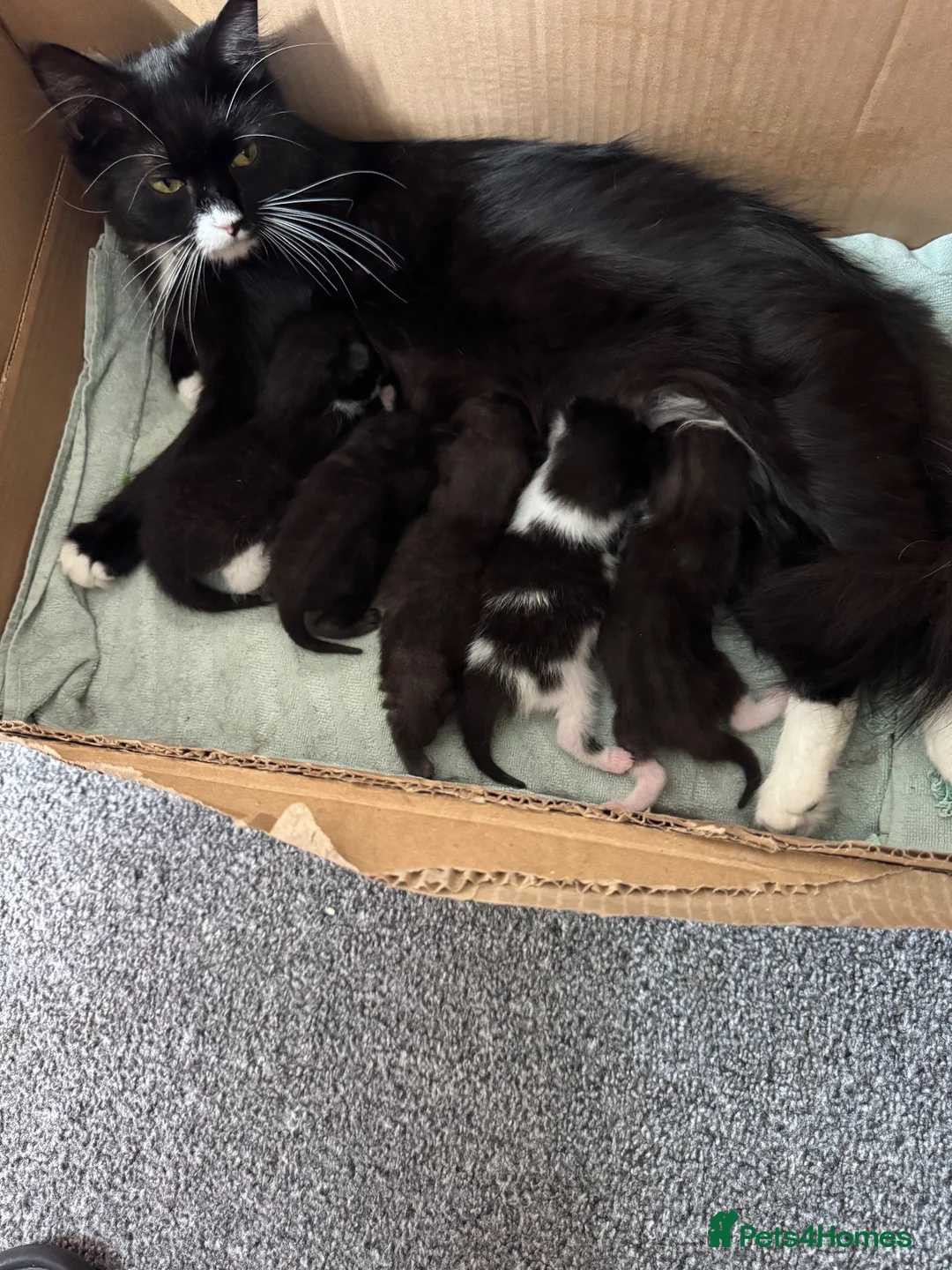 Mixed Breed cats for sale: 3 female kittens  in Chichester - Advert 1