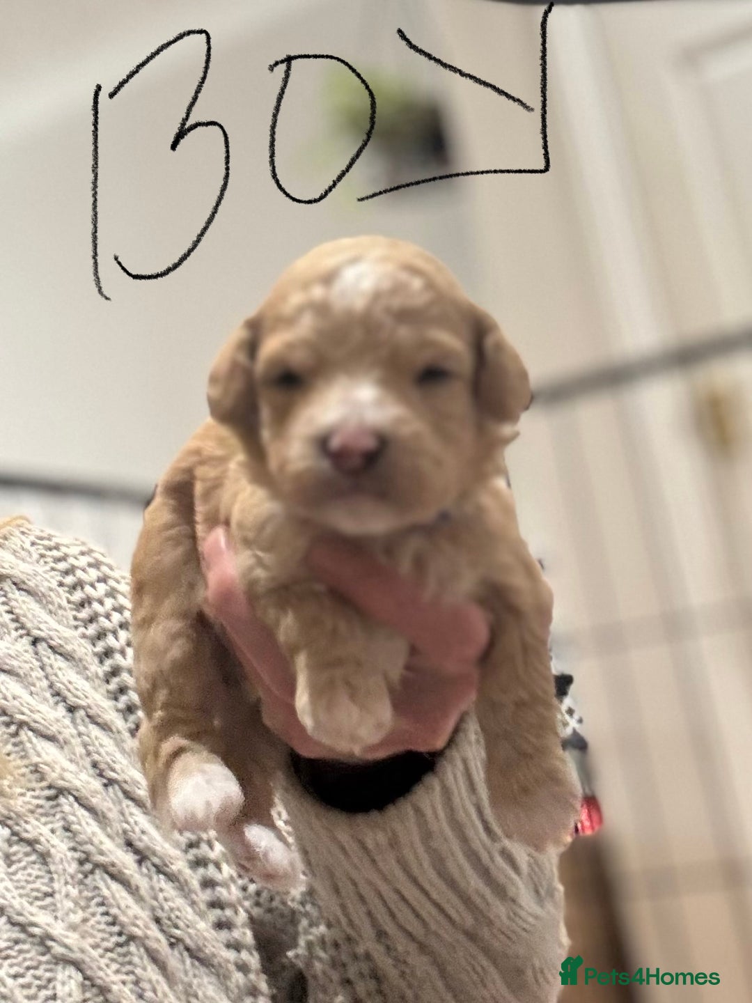 Maltipoo dogs for sale: Maltipoo pups  - Advert 6