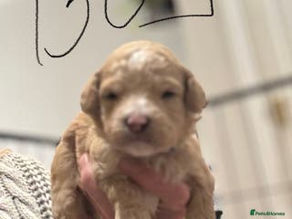 Maltipoo dogs Maltipoo pups - Advert 18