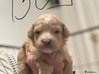 Maltipoo dogs Maltipoo pups - Advert 13