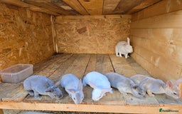 Rex rabbits for sale: 3 pieces left - Image 3