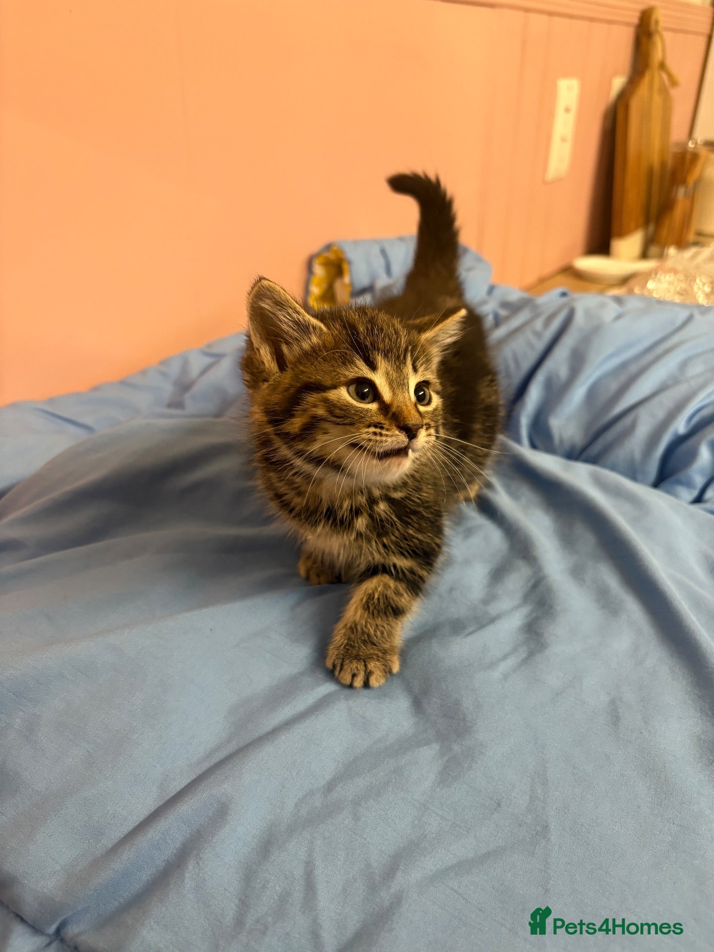 Mixed Breed cats Litter of 5 kittens looking for forever homes🐈‍⬛ - Advert 1