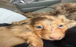 Miniature Dachshund dogs for sale: Miniature long haired dachshund  - Image 15