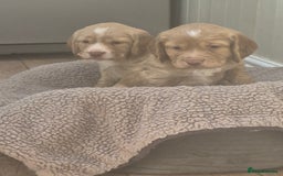 Cocker Spaniel dogs for sale: Kc registered working cocker puppies - Image 1