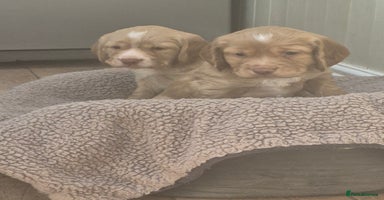 Cocker Spaniel dogs - Advert 4
