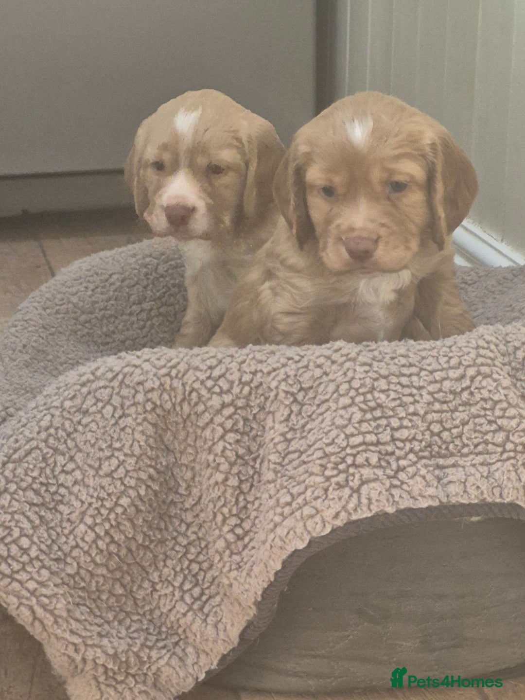 Cocker Spaniel dogs for sale: Kc registered working cocker puppies - Image 1