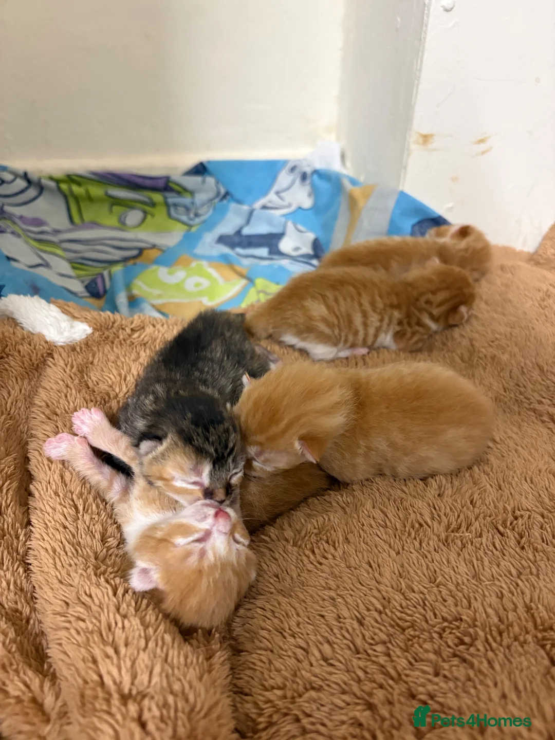 Mixed Breed cats for sale: Ginger kittens for sale  - Advert 9