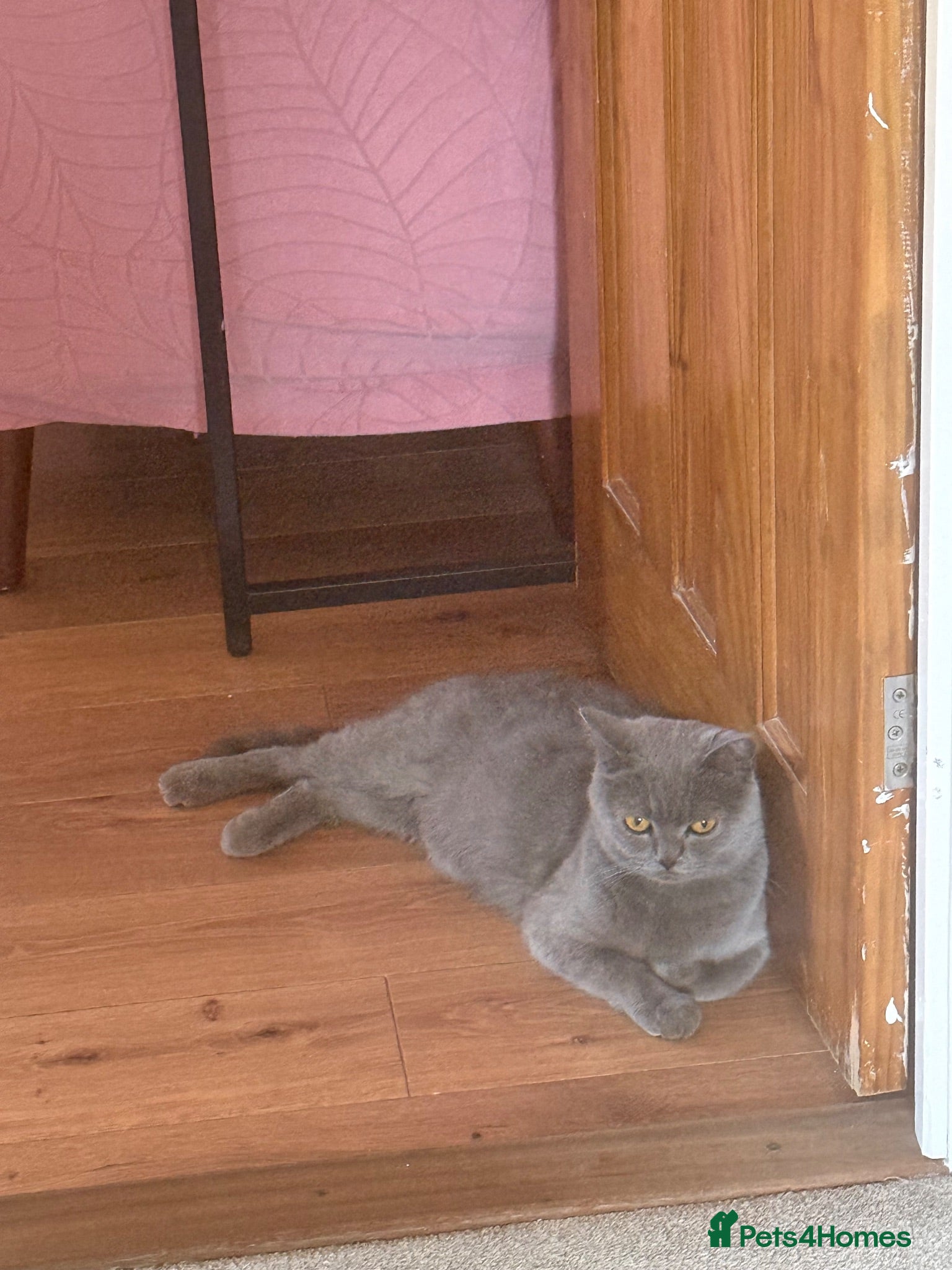 Mixed Breed cats BSH fluffy mixed breed - Advert 18