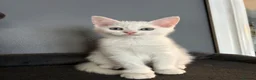 Norwegian Forest Cat cats for sale: Norwegian forest kittens  - Advert 9