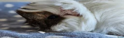 Guinea Pig rodents for sale: Various female guinea pigs  - Advert 3