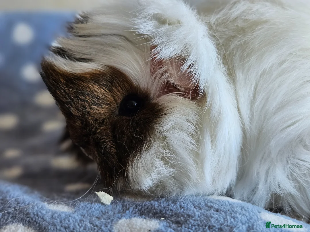 Guinea Pig rodents for sale: Various female guinea pigs  - Advert 3
