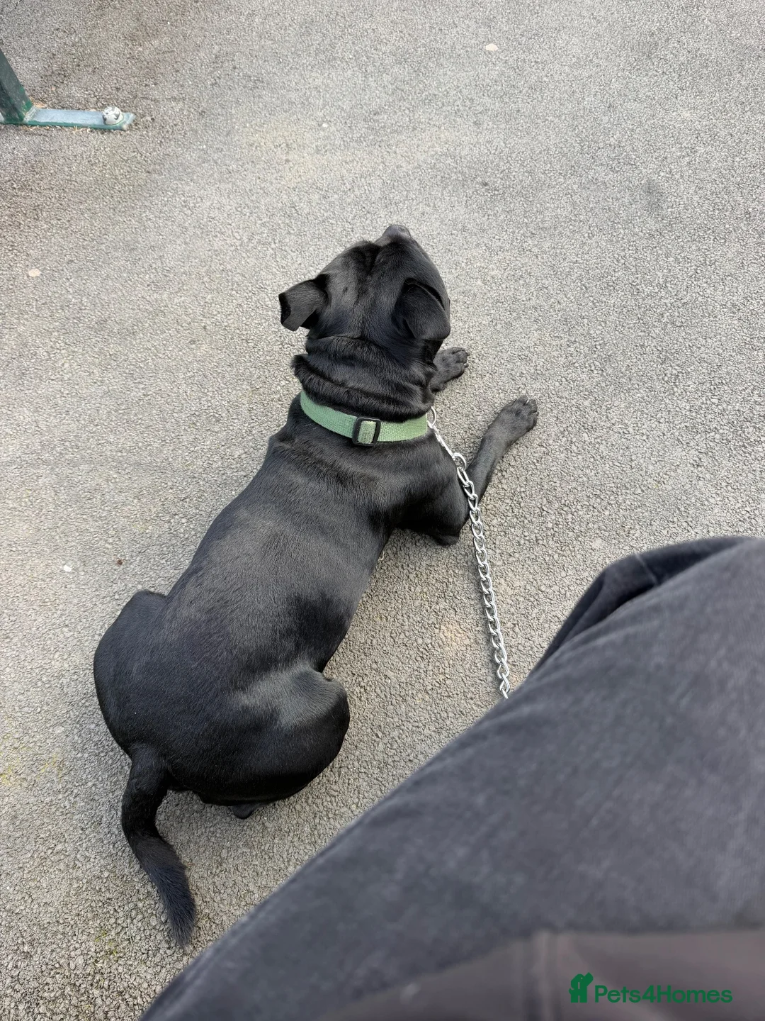 Staffordshire Bull Terrier dogs for sale: Staffy male 3 years old.  in Leicester - Advert 2