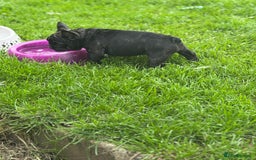 French Bulldog dogs for sale: 🏆KC registered, Standard French Bulldog Puppies🏆 - Image 25