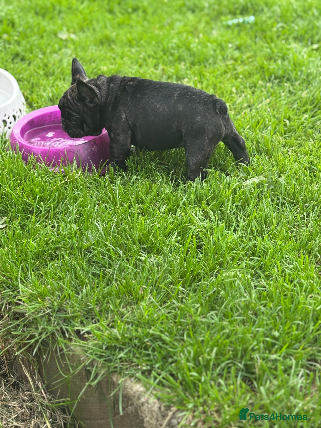 French Bulldog dogs for sale: 🏆KC registered, Standard French Bulldog Puppies🏆 - Image 25