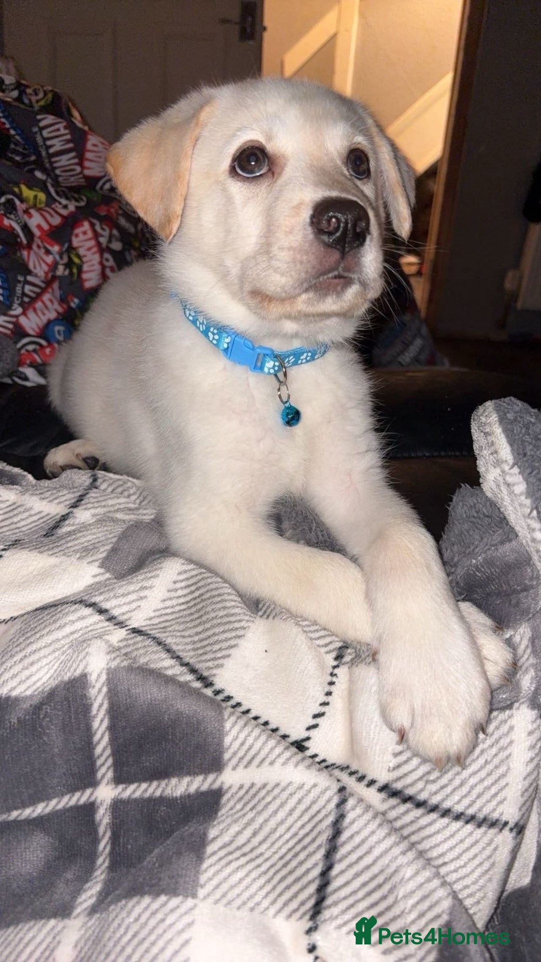 Mixed Breed dogs for sale: Male Huskador puppy  - Advert 3