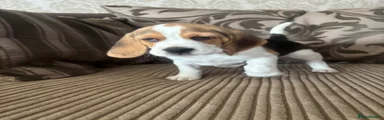 Beagle Puppy 6