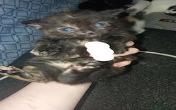 Mixed Breed cats for sale: Kittens for sale - Image 3