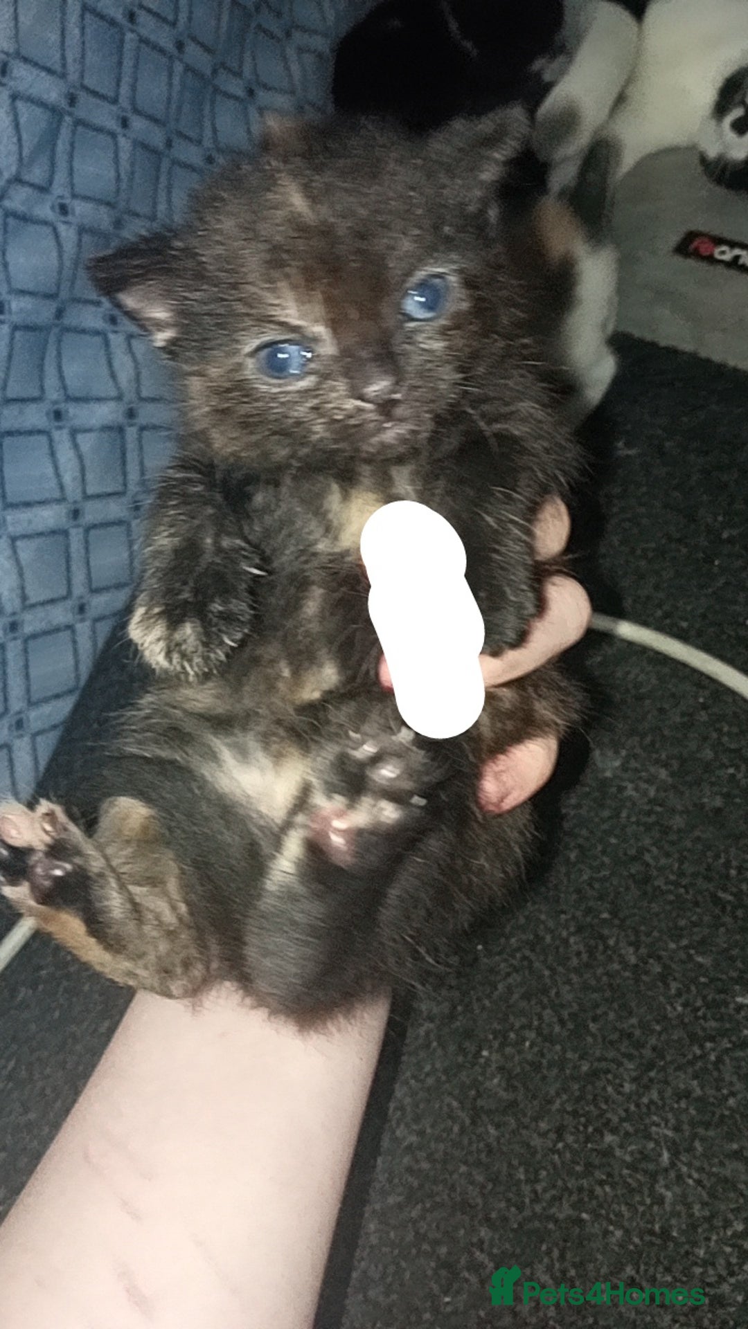 Mixed Breed cats for sale: Kittens for sale - Image 3