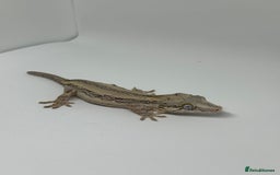 Gecko reptiles for sale: Gargoyle Geckos  - Image 7