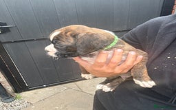 Boxer dogs for sale: Ready This Weekend Kc Boxer Puppies - Image 31