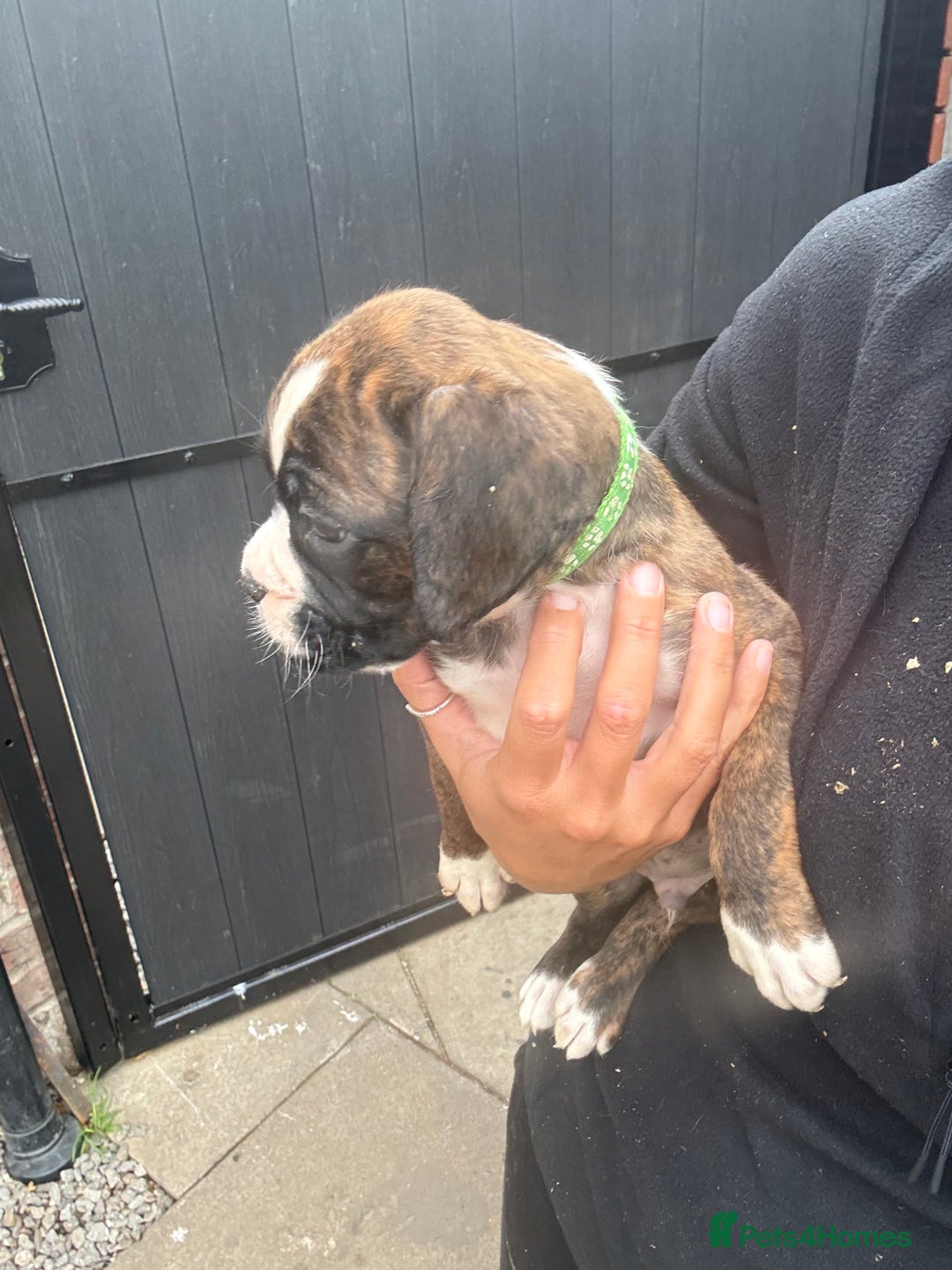 Boxer dogs for sale: Ready This Weekend Kc Boxer Puppies - Image 31