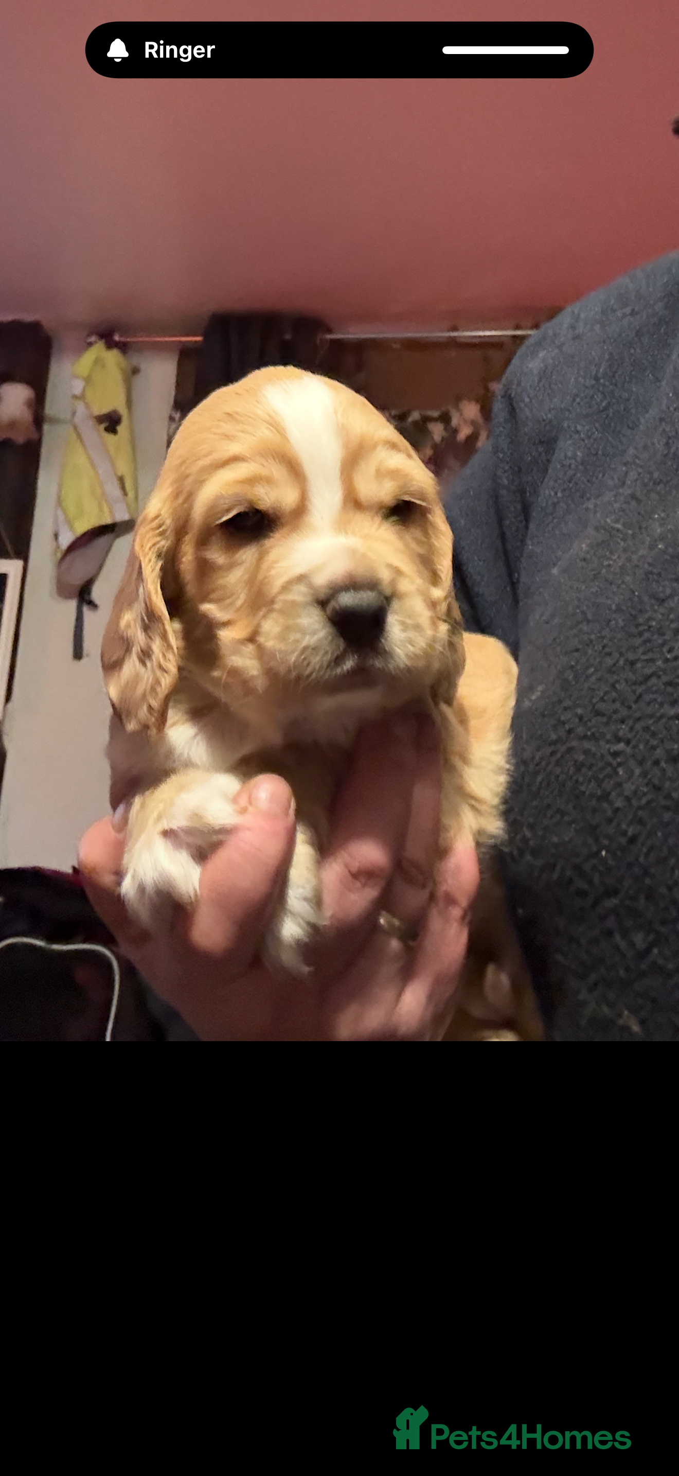 Cocker Spaniel dogs Stunning working cocker spaniels - Advert 3