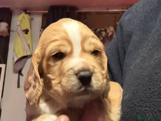 Cocker Spaniel dogs Stunning working cocker spaniels - Advert 13