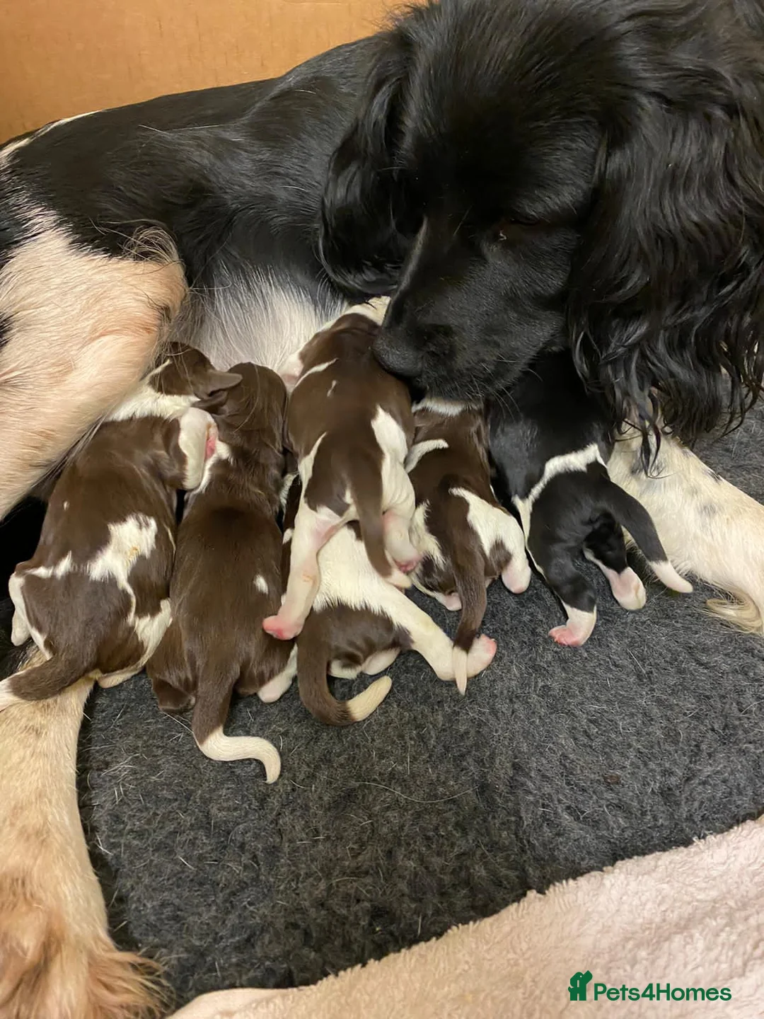 English Springer Spaniel dogs for stud: Working English Springer Spaniel Stud Health Test in Chelmsford - Advert 31