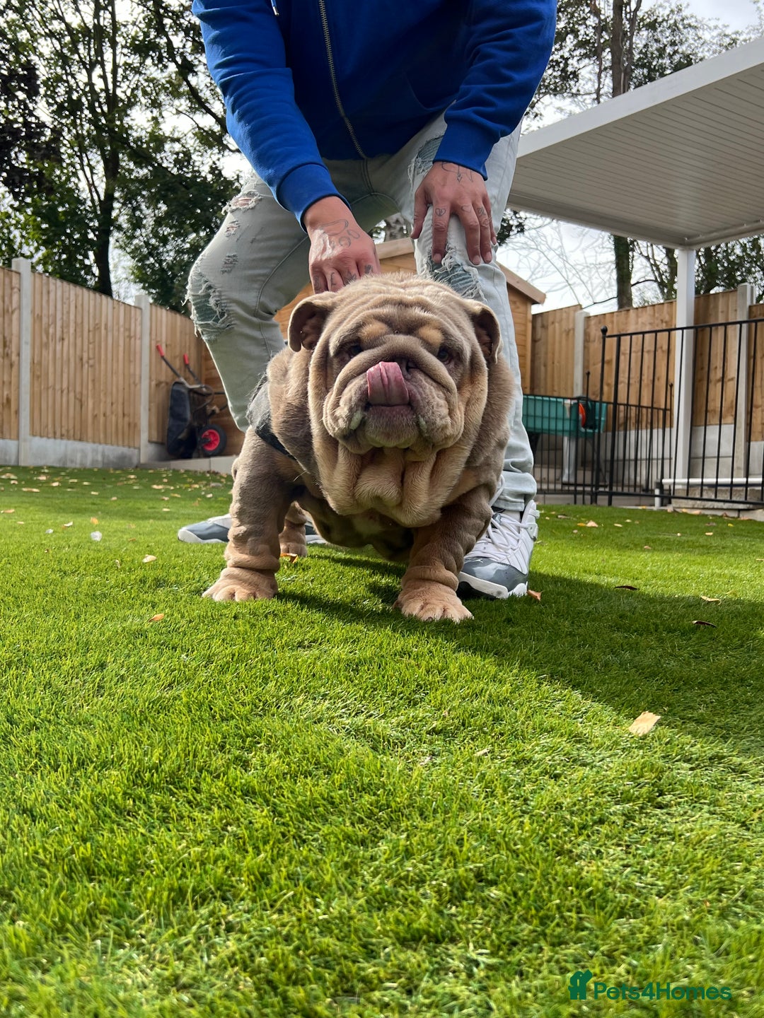 English Bulldog dogs for stud: Planetbulls Maverick  - Image 2