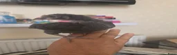 Mixed Breed poultry for sale: Fertile hatching Quail and chicken eggs in Swansea - Advert 8