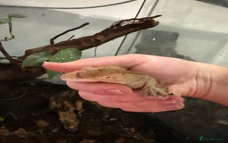 Gecko reptiles for sale: 2 crested geckos with enclosures - Image 2