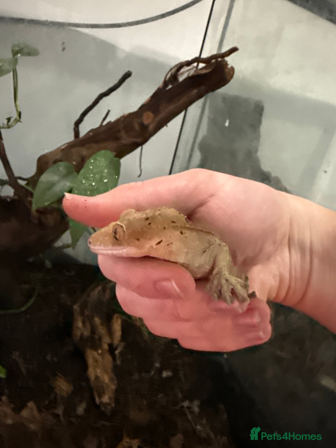 Gecko reptiles for sale: 2 crested geckos with enclosures - Image 2