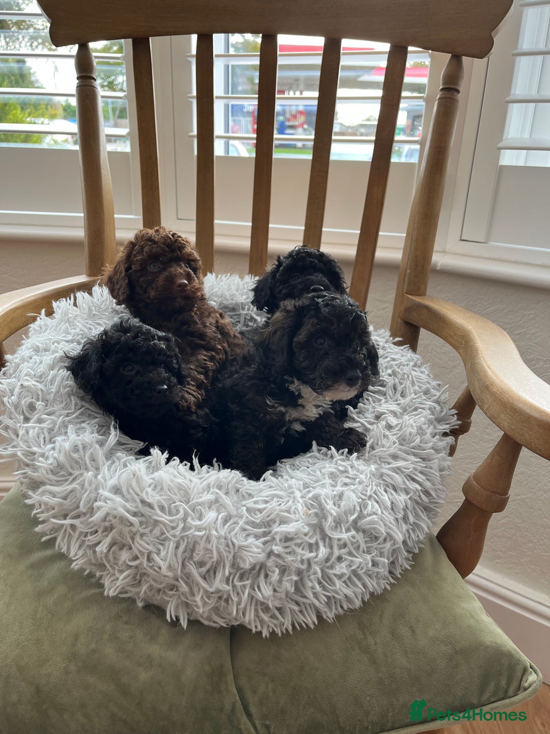 Toy Poodle dogs for sale: Toy Poodle Puppies  - Image 2